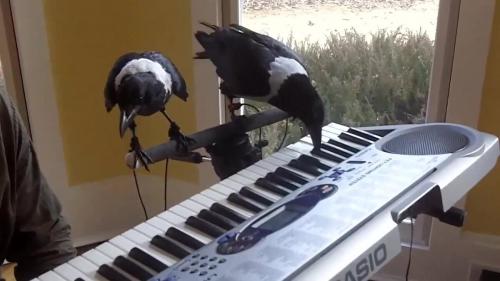 Ворон и ворона — самка и самец или разные птицы