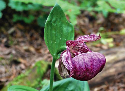 Венерин башмачок паразит. Венерин башмачок: зимостойкие виды
