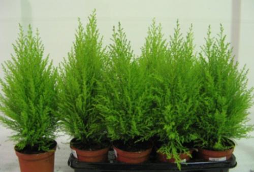 Интересные факты кипарис. Кедр или сосна? Интересные факты о кедре и сосне 09 Интересные факты кипарис. Кедр или сосна? Интересные факты о кедре и сосне 09