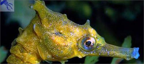 Морской конек описание для детей. Загадочное существо — морской конек. Знакомимся ближе