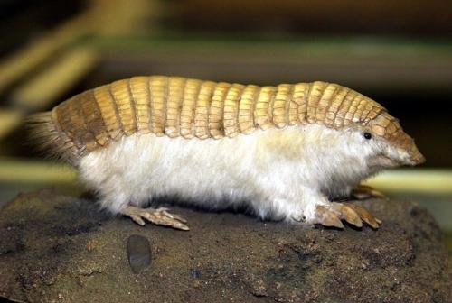 Интересные факты о млекопитающих. 09 Интересные факты о млекопитающих. 09