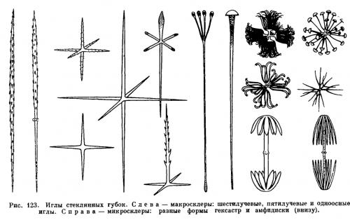 Стеклянные губки. КЛАСС СТЕКЛЯННЫЕ ГУБКИ (HYALOSPONGIA)