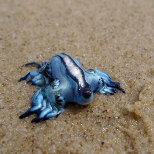 Реферат: Glaucus atlanticus