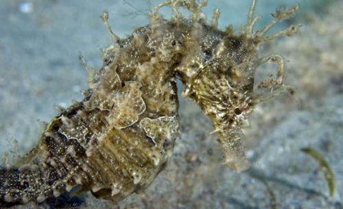 Морские коньки. Каковы они — морские коньки