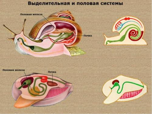 Выделительная система моллюсков. Моллюски