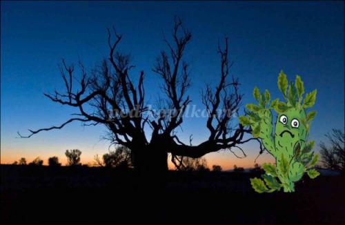 Кактус интересные факты. 10 интересных фактов о, кактусах 10