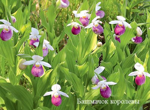 Венерин башмачок паразит. Венерин башмачок: зимостойкие виды