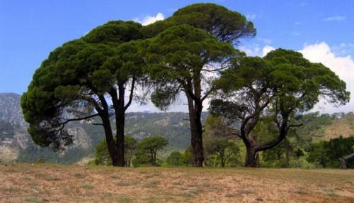 Интересные факты кипарис. Кедр или сосна? Интересные факты о кедре и сосне