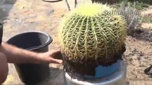 Интересные факты про кактусы. Интересные факты о, кактусах