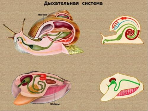 Выделительная система моллюсков. Моллюски
