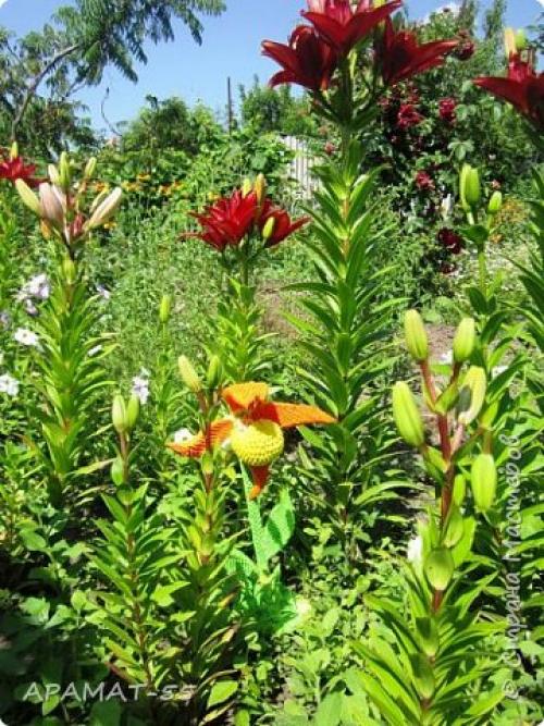 Венерин башмачок раскраска. Советы и вопросы