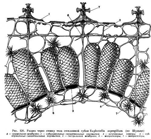 Стеклянные губки. КЛАСС СТЕКЛЯННЫЕ ГУБКИ (HYALOSPONGIA)