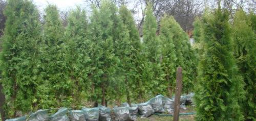 Интересные факты кипарис. Кедр или сосна? Интересные факты о кедре и сосне 08 Интересные факты кипарис. Кедр или сосна? Интересные факты о кедре и сосне 08