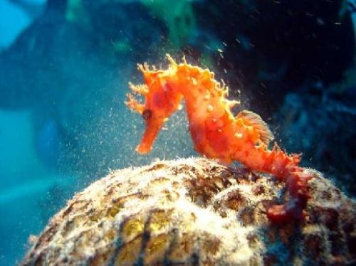 Информация о морских коньках. Морские коньки (лат. Hippocampus)