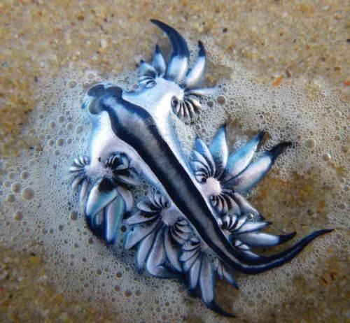 Голожаберные моллюски интересные факты. Голожаберный моллюск Главк (лат. Glaucus atlanticus)