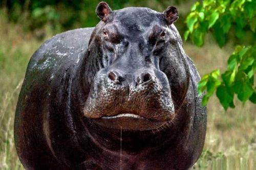 Бегемот кусает бегемота. Бегемот - вот кто на самом деле самое опасное животное для человека