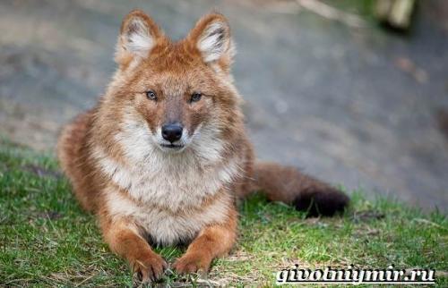 Факты о красном волке. Особенности и среда обитания красного волка