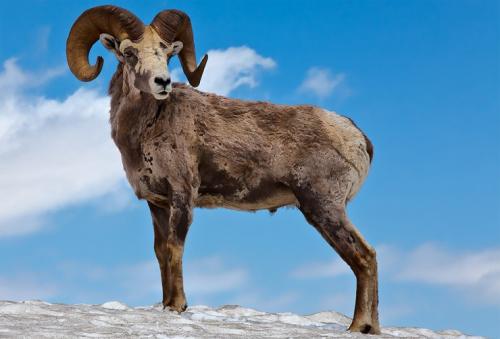 Интересные факты о млекопитающих. 01 Интересные факты о млекопитающих. 01