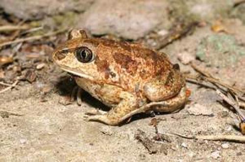 Кто живет в степи. Какие животные обитают в степи?