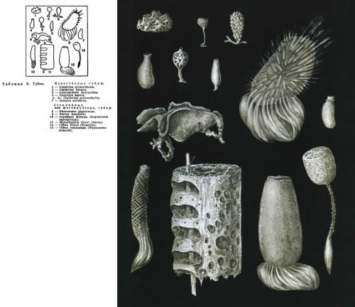 Стеклянные губки. КЛАСС СТЕКЛЯННЫЕ ГУБКИ (HYALOSPONGIA)
