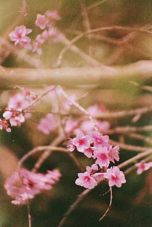 Факты о цветах. 17 интересных фактов о цветах. 13