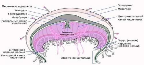 Интересные факты о кишечнополостных. Тип кишечнополостные общая характеристика