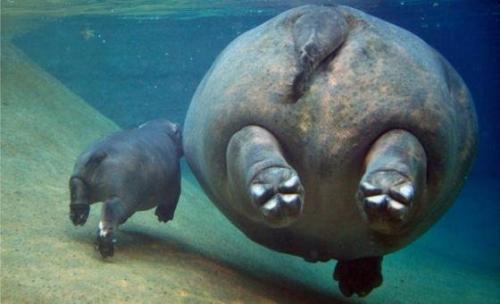 Хвост бегемота. Внешний вид