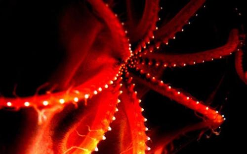 Красивые моллюски. 10 самых странных морских моллюсков