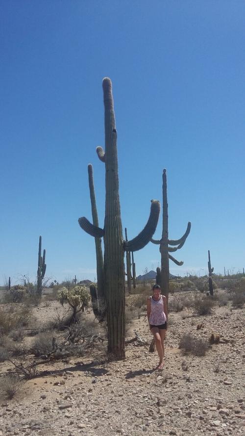 Кактусы в пустыне. 10 удивительных фактов о самом большом, кактусе в мире