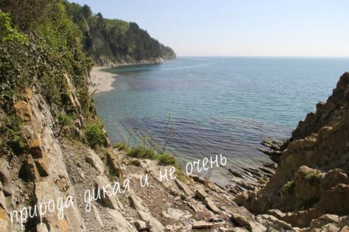 Субтропический лес интересные факты. Где находятся российские субтропики