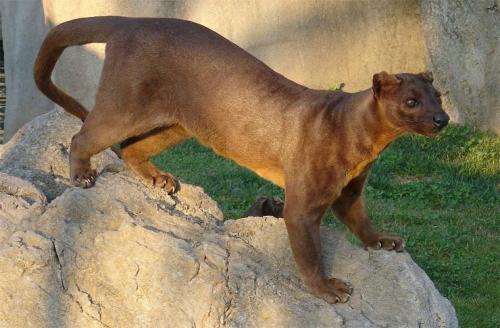 Интересные факты о млекопитающих. 04 Интересные факты о млекопитающих. 04