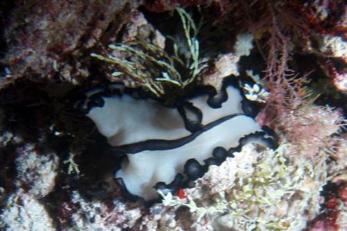 Интересные факты плоские черви. Интересные факты о плоских червях 05