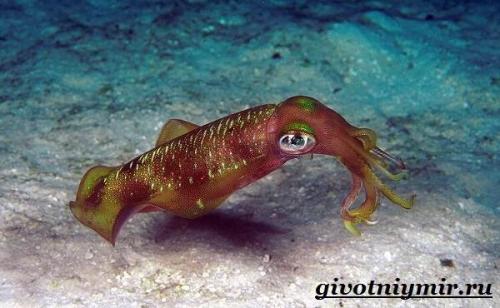 Строение кальмара. Описание и особенности кальмара