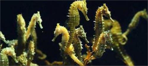 Морской конек описание для детей. Загадочное существо — морской конек. Знакомимся ближе