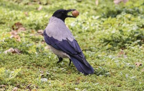 Ворон и ворона. Описание и особенности
