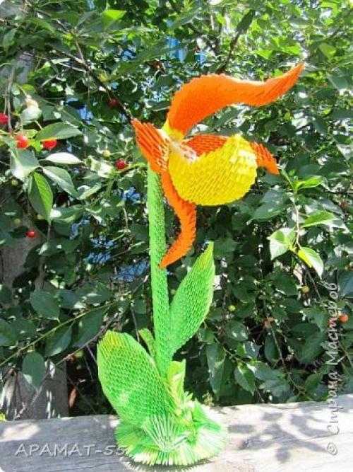 Венерин башмачок раскраска. Советы и вопросы