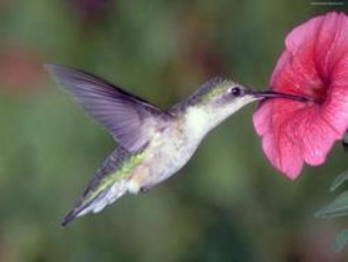 Климатические пояса земли интересные факты. Тропический пояс