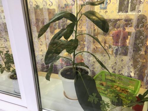 Интересные факты о фикусе. Фикус Бенджамина : пересадка и интересные факты