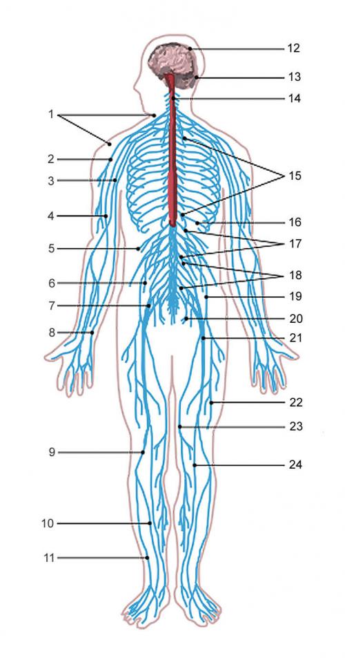 Сколько нервных окончаний у человека. Строение нервной системы