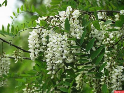 Животные Черноморского побережья. Животный мир Черноморского побережья Кавказа 04