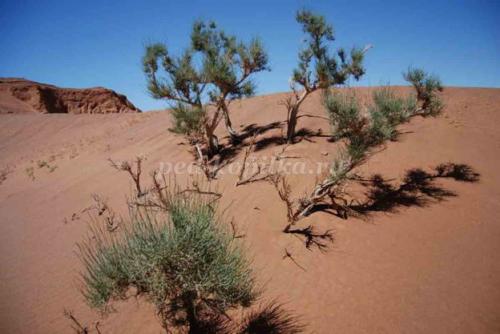 Кактус интересные факты. 10 интересных фактов о, кактусах 04