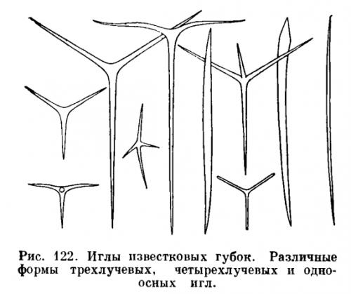 Известковые губки. КЛАСС ИЗВЕСТКОВЫЕ ГУБКИ (CALCISPONGA)