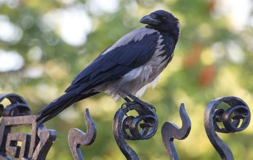 Ворон и ворона. Описание и особенности