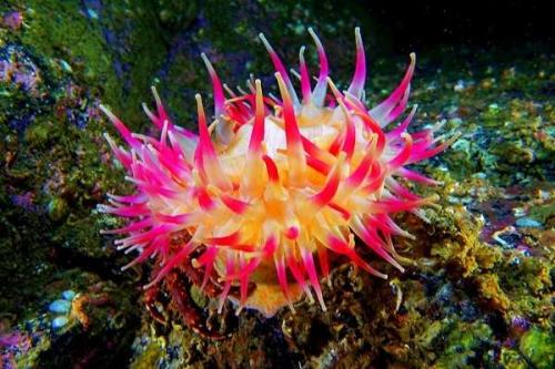 Интересные факты о кишечнополостных. Тип кишечнополостные общая характеристика