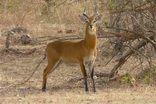 Интересные факты о степи 06