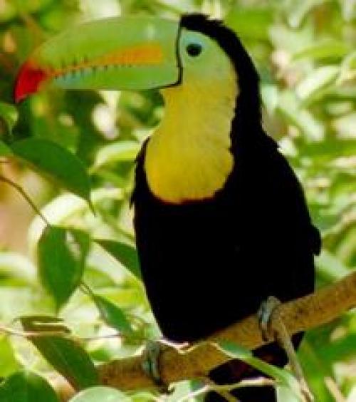 Климатические пояса земли интересные факты. Тропический пояс