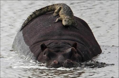 Бегемот кусает бегемота. Бегемот - вот кто на самом деле самое опасное животное для человека