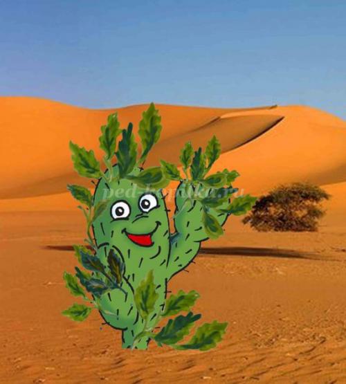 Кактус интересные факты. 10 интересных фактов о, кактусах 02