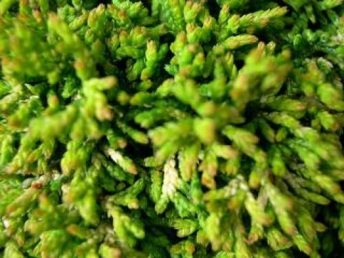 Японский кипарис. Поделиться 2 Воскресенье, 31 июля, 2011г. 18:17:41