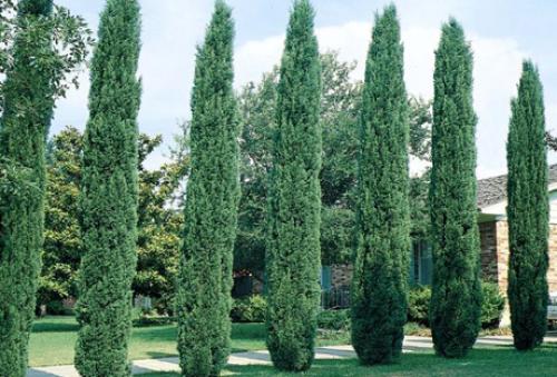 Интересные факты кипарис. Кедр или сосна? Интересные факты о кедре и сосне 10 Интересные факты кипарис. Кедр или сосна? Интересные факты о кедре и сосне 10